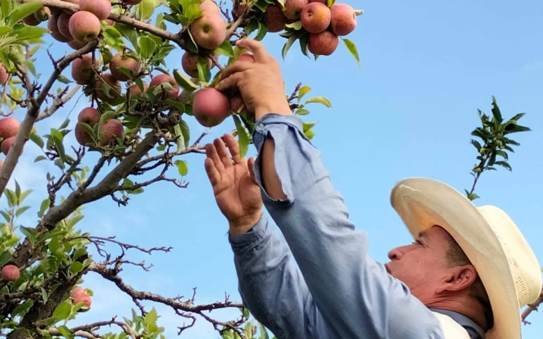 Cosecha de manzana, un repunte en la economía local